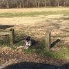 turkeys